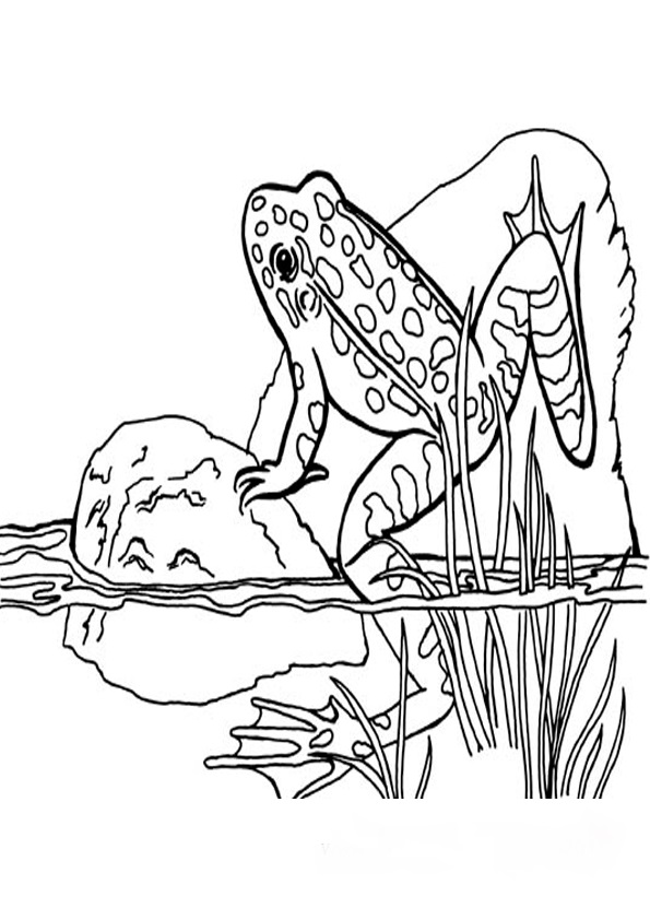  malvorlagen frosch -1
